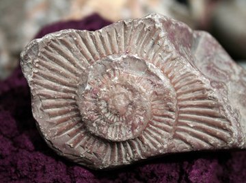 Idaho's ancient shallow sea provides many ammonite fossils.