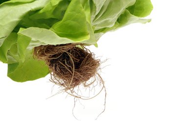 Roots play an important part in plant respiration.