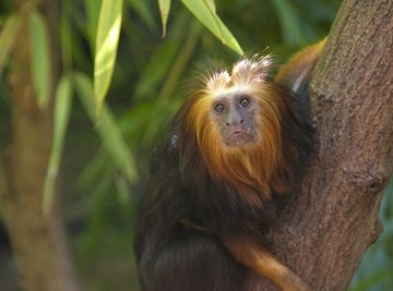 Why Do Monkeys Live in the Rainforest?