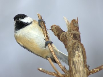 How to Distinguish a Male & Female Chickadee