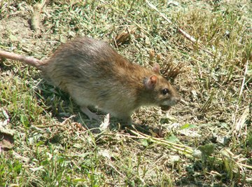 Rats are the largest rodent pests that people deal with on a regular basis.
