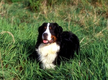 Dog Science Fair Project Ideas