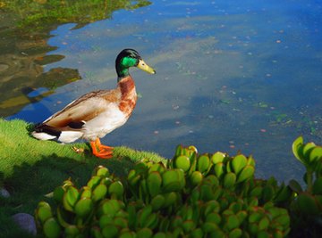 School Pond Ecosystems Projects