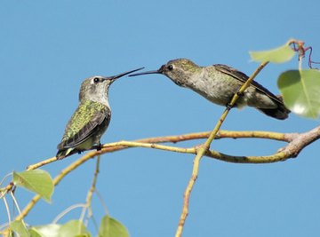 Hummingbird Nesting Habits