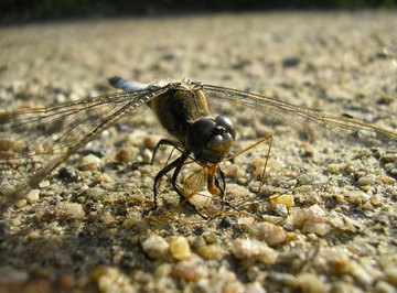 How Are Insects Adapted to Living on Land?