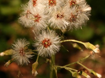 The Plant Life Cycle for Kids