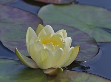 Water lilies thrive in a variety of habitats and can improve the quality of the habitat for wildlife.