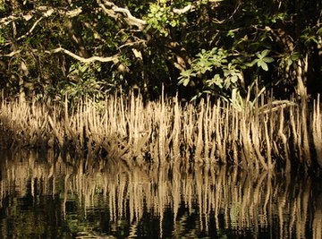 Mangroves are one species of plant that can live on land and in water.