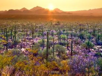 Desert Ecosystems for Kids