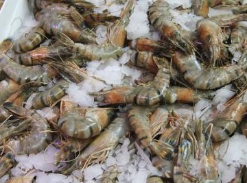 How to Start Freshwater Shrimp Farming