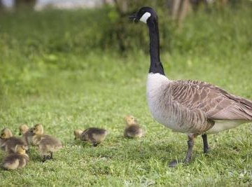 This Canada goose tends its brood after they have left its ground nest.