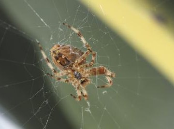 A brown recluse spider weaves a web on a house.