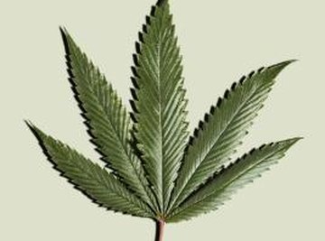 THC is only found in marijuana plants, and it is the plant's main psychoactive compound.