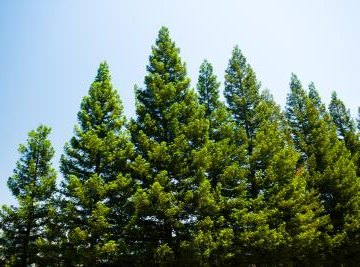 How Do Pine Trees Reproduce?