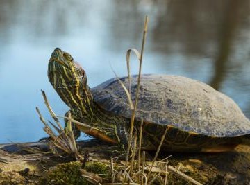 Life Cycle of a Turtle