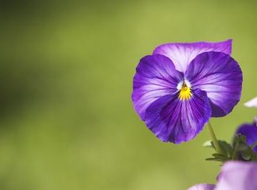 A flowering plant.