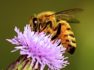 Honey Bee Information for Kids