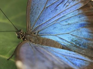 Facts for Kids on the Blue Morpho Butterfly