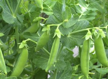 Pea plants are dicots, meaning their seeds have two embryonic leaves.
