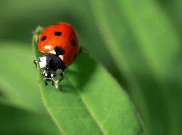 Difference Between Male & Female Ladybugs