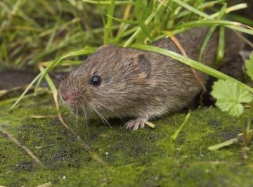 A vole walks across a mossy floor underneath blades of grass.