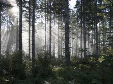 The Importance of the Forest Ecosystem