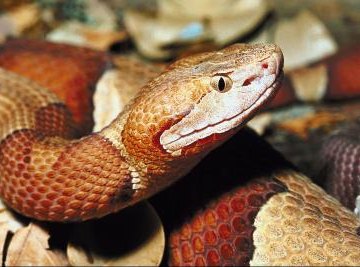 Common Snakes of Middle Tennessee