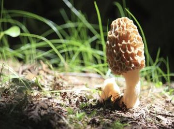 Washington State Mushroom Hunting