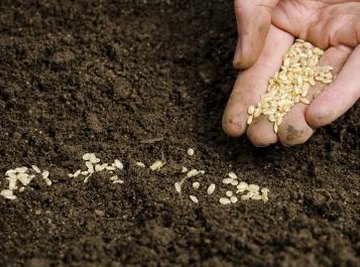 Soil microbes are vital to plant health.