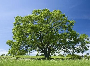 How Many Types of Oak Trees Are There?