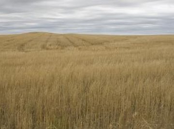 Grassland Biome Facts