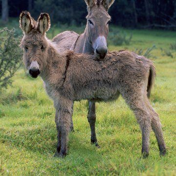 Donkey