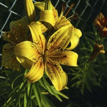 Ideas for Hanging Plants Around a Chain Link Fence | Home Guides | SF Gate