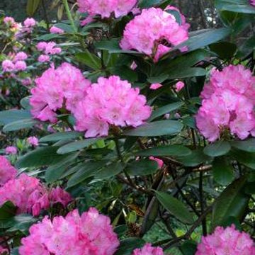 How do I Make Soil Acidic for Rhododendrons? | Home Guides | SF Gate