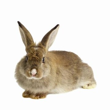 female of rabbit is called