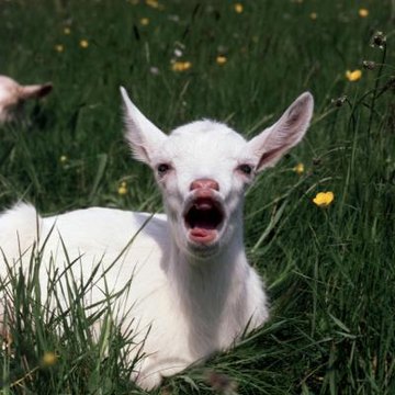 Do Goats Whine All Night? | Animals - mom.me