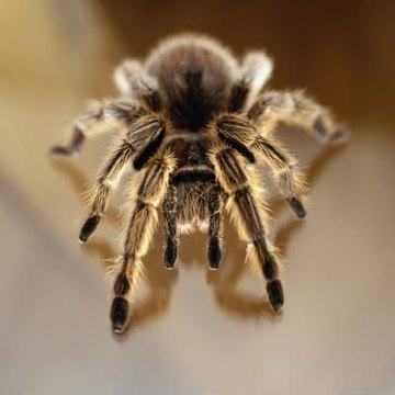 Image result for tame tarantula