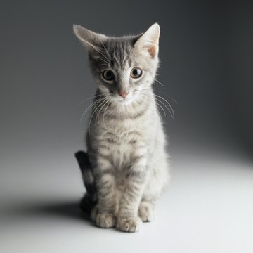 pocketsense article image