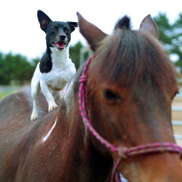 DailyPuppy article image