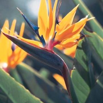 How Can I Prune the Roots of a Bird of Paradise? | Home Guides | SF Gate