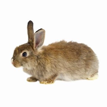 dwarf rabbit food