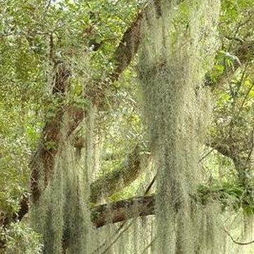 Scientific Name for Spanish Moss | Home Guides | SF Gate