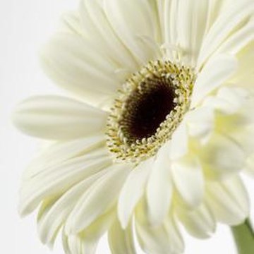 How to Fix Drooping Gerbera Daisies | Home Guides | SF Gate