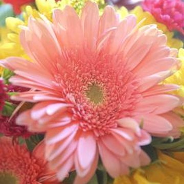 Spider Gerbera | Home Guides | SF Gate