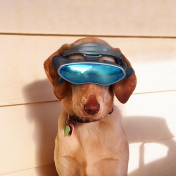 Dog wearing virtual reality goggles