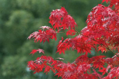 red maple tree growth rate red maple tree growth rate