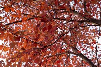 red maple trees grow fast live