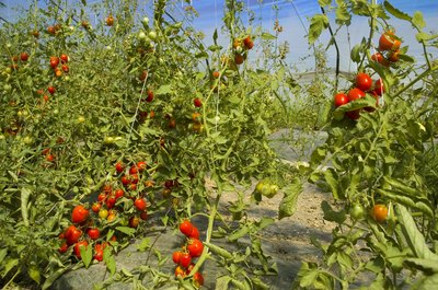 Tomato Plant Leaves Turning White And Curling  Cromalinsupport