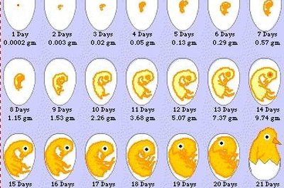 What Is the Natural Incubation Process of Chicken? | Animals - mom.me