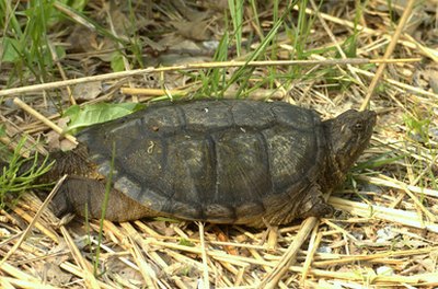 Pennsylvania Snapping Turtle Information | Animals - mom.me